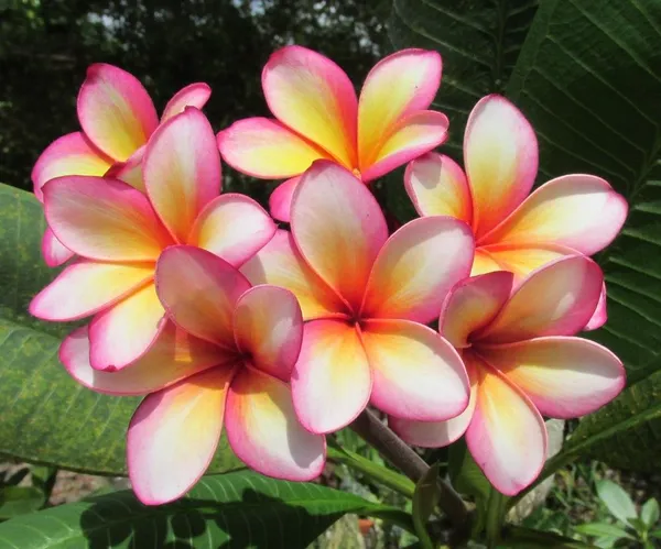 Plumeria_Pink__Flower_Plant_(Pack_Of_1)