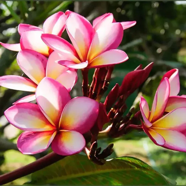 Plumeria_Pink__Flower_Plant_(Pack_Of_1)