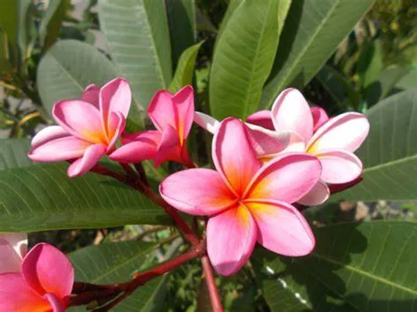Plumeria_Pink__Flower_Plant_(Pack_Of_1)
