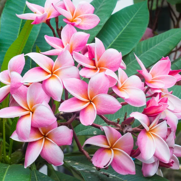 Plumeria_Pink__Flower_Plant_(Pack_Of_1)