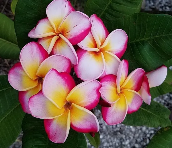 Plumeria_Pink__Flower_Plant_(Pack_Of_1)