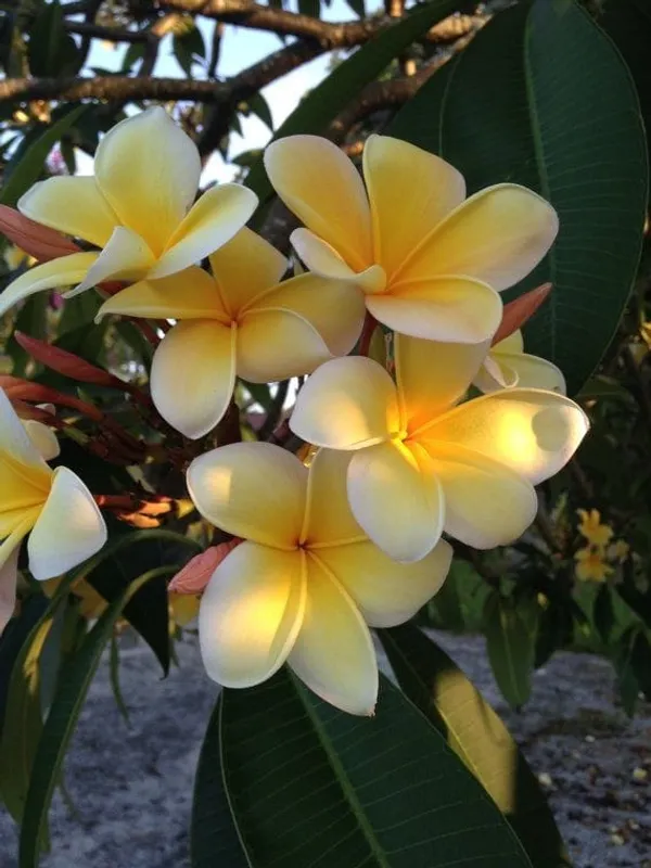 Plumeria_Yellow_Flower_Plant_(1.5-3_Feet_Height_Pack_Of_1)
