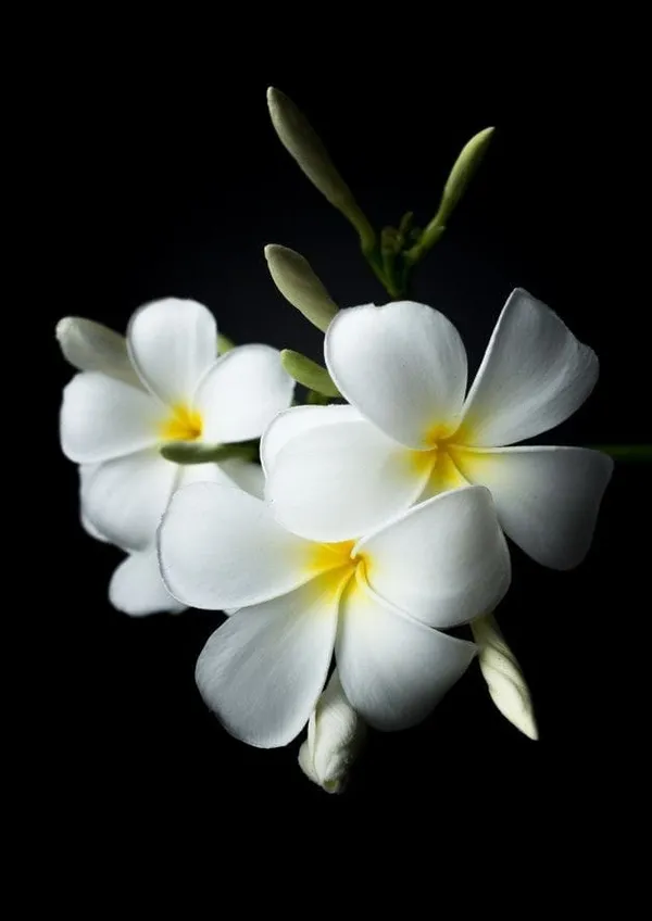 Plumeria__White_Flower_Plant