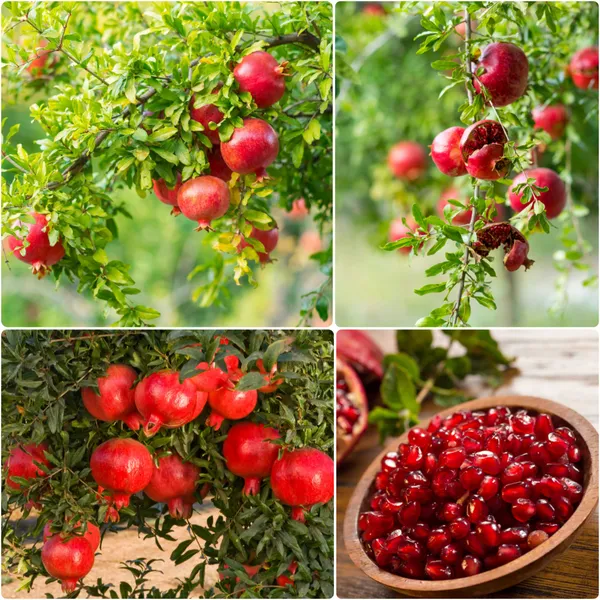 Thai_Pomegranate/Anar_Hybrid_Fruit_Plant