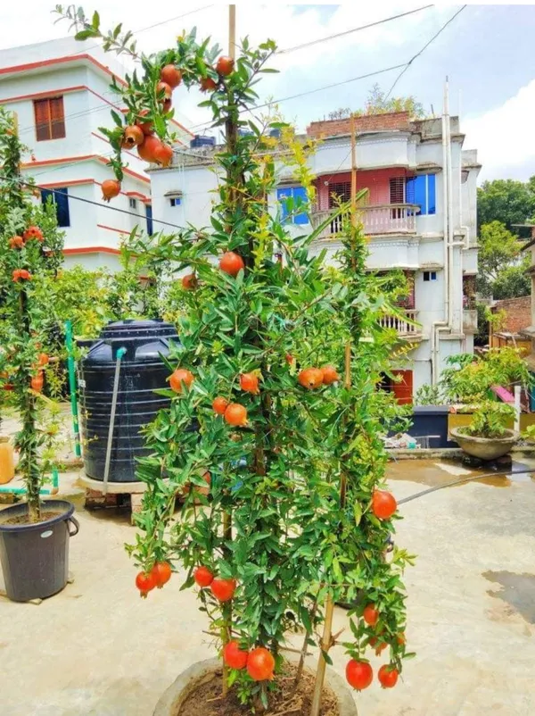 Thai_Pomegranate/Anar_Hybrid_Fruit_Plant