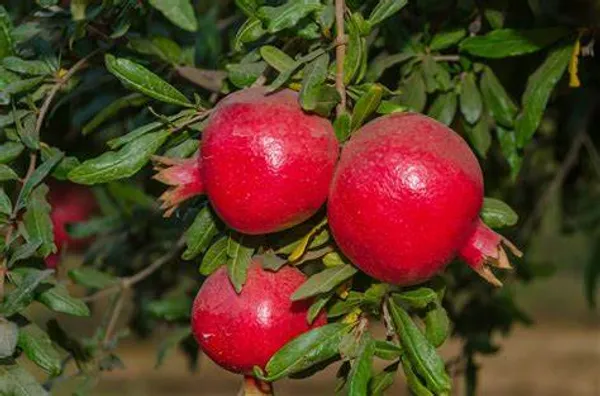 Red_Bhagwa_Anar_Hybrid_Pomegranate_Fruit_Plant_(Hybrid,_Pack_Of_1)_.