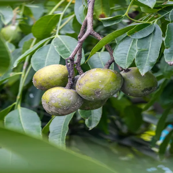 Amra_Spondias_Mombin_Thai_Variety_Plant_Grafted