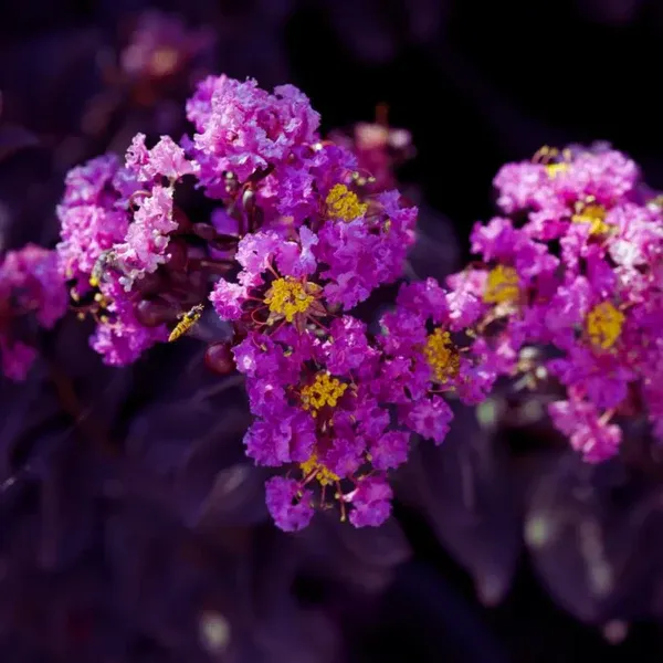 Purple_Crape_plant_,Myrtle_Black_Diamond_Lagerstroemia_Purely_Purple_Plants