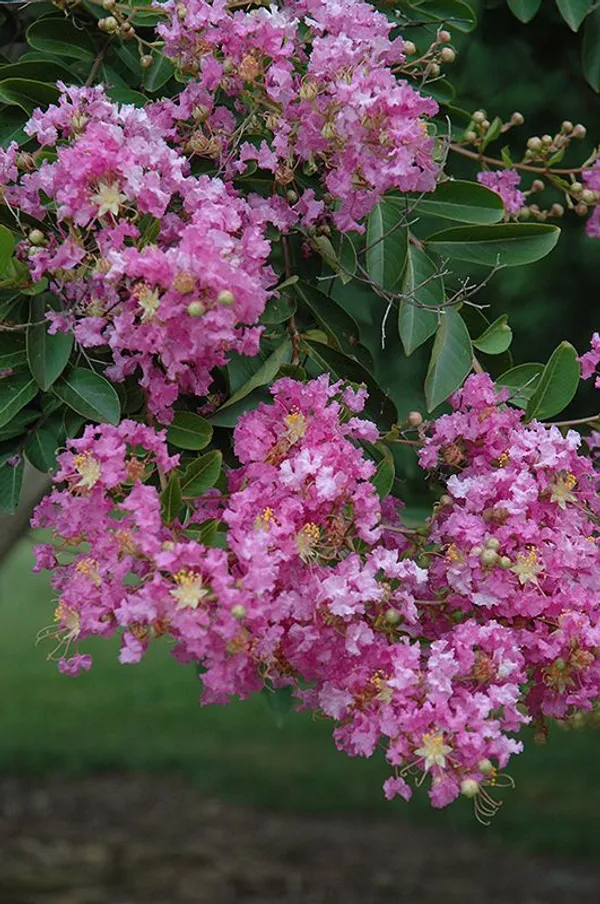 Purple_Crape_plant_,Myrtle_Black_Diamond_Lagerstroemia_Purely_Purple_Plants