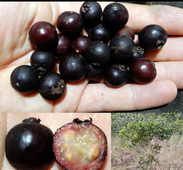Purple_Forest_Guava_Plant