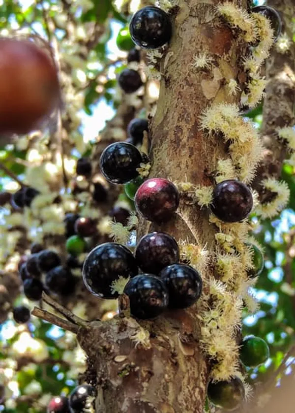 Purple_Forest_Guava_Plant