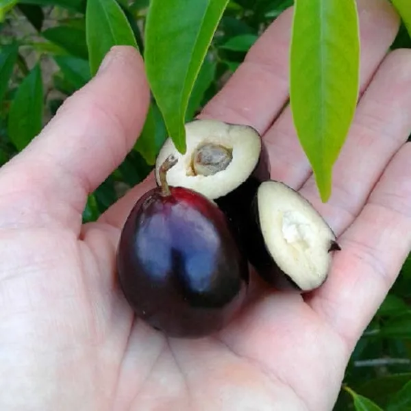 Purple_Forest_Guava_Plant