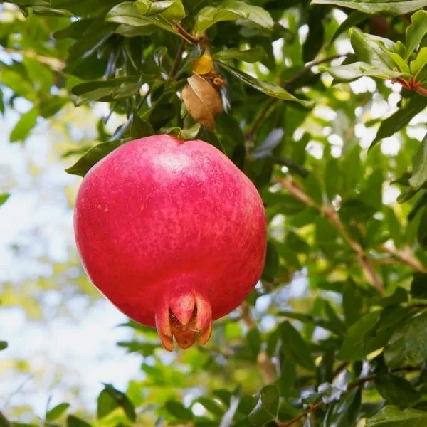 Purple_Heart_Pomegranate_Plant