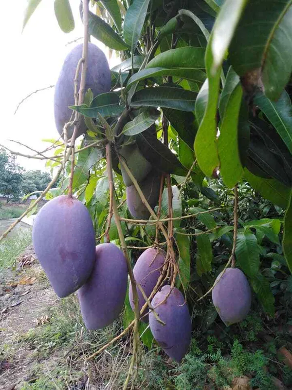 Purple_Mango_"Nam_Dok_Mai_Si_Muang"_Grafted_Tree_Mangifera_Indica_Best_Variety_Indica_Aam_Amba_Original