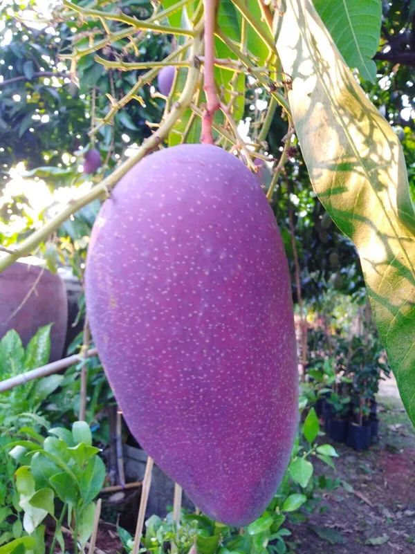 Purple_Mango_"Nam_Dok_Mai_Si_Muang"_Grafted_Tree_Mangifera_Indica_Best_Variety_Indica_Aam_Amba_Original