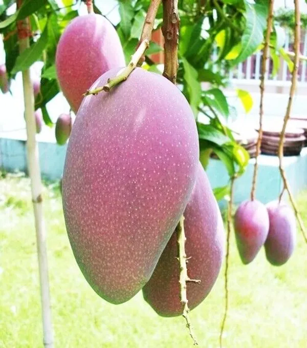 Purple_Mango_"Nam_Dok_Mai_Si_Muang"_Grafted_Tree_Mangifera_Indica_Best_Variety_Indica_Aam_Amba_Original