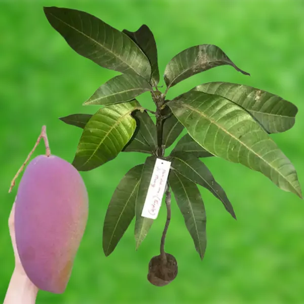 Purple_Mango_"Nam_Dok_Mai_Si_Muang"_Grafted_Tree_Mangifera_Indica_Best_Variety_Indica_Aam_Amba_Original