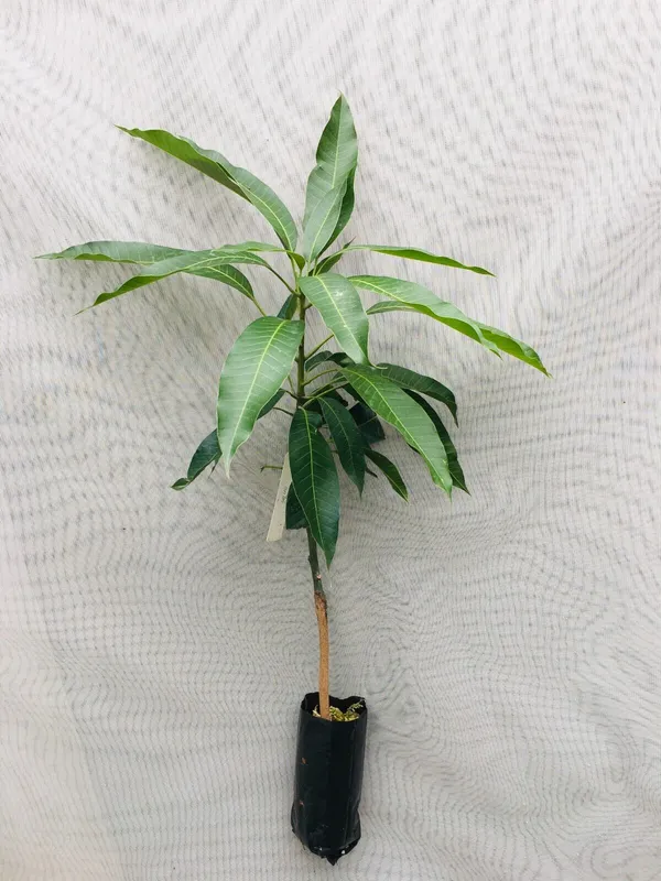 Purple_Mango_"Nam_Dok_Mai_Si_Muang"_Grafted_Tree_Mangifera_Indica_Best_Variety_Indica_Aam_Amba_Original