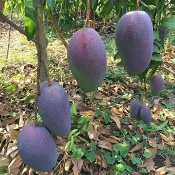 Purple_Mango_"Nam_Dok_Mai_Si_Muang"_Grafted_Tree_Mangifera_Indica_Best_Variety_Indica_Aam_Amba_Original