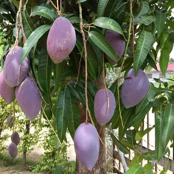 Purple_Mango_"Nam_Dok_Mai_Si_Muang"_Grafted_Tree_Mangifera_Indica_Best_Variety_Indica_Aam_Amba_Original
