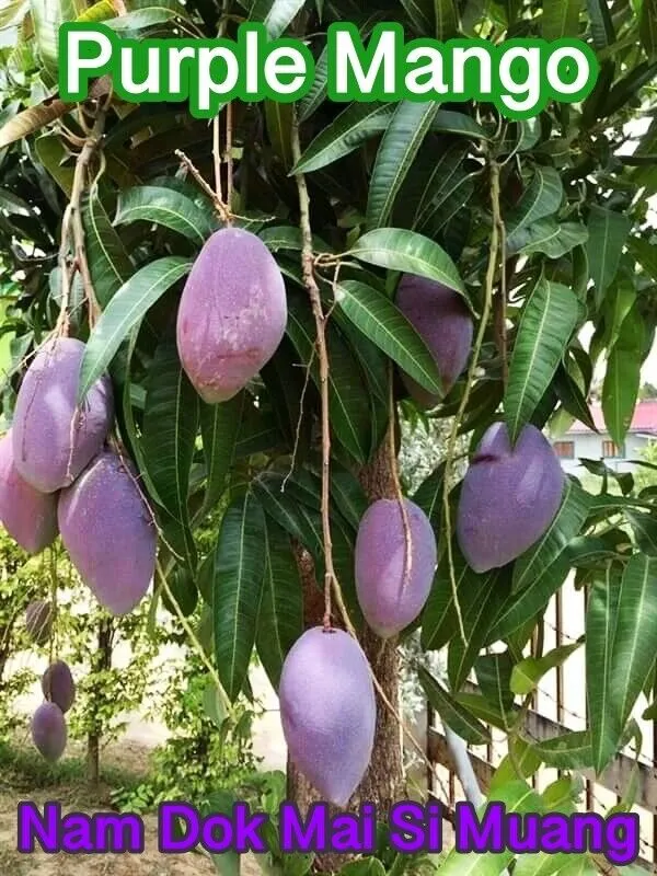 Purple_Mango_"Nam_Dok_Mai_Si_Muang"_Grafted_Tree_Mangifera_Indica_Best_Variety_Indica_Aam_Amba_Original