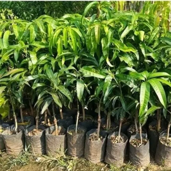 Purple_Mango_"Nam_Dok_Mai_Si_Muang"_Grafted_Tree_Mangifera_Indica_Best_Variety_Indica_Aam_Amba_Original