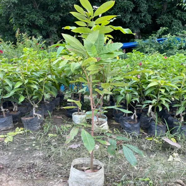 Longan_Fruit_Plant_Non_Grafted_Outdoor_Gardening