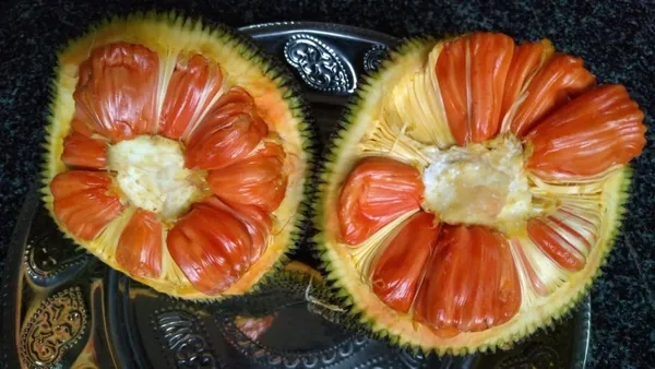 Sidhu_Jackfruit_(Grafted)__Fruit_Plant_(Pack_Of_1)