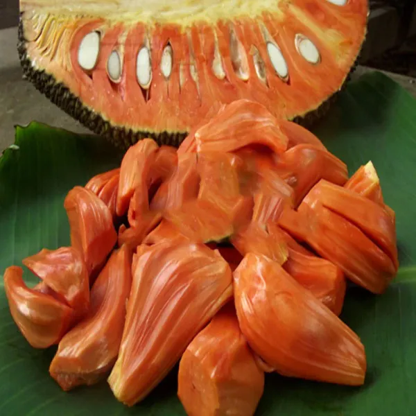Sidhu_Jackfruit_(Grafted)__Fruit_Plant_(Pack_Of_1)