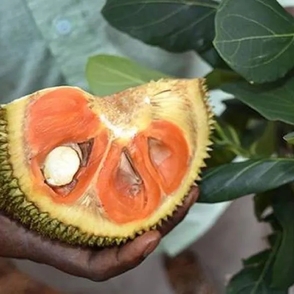 Sidhu_Jackfruit_(Grafted)__Fruit_Plant_(Pack_Of_1)