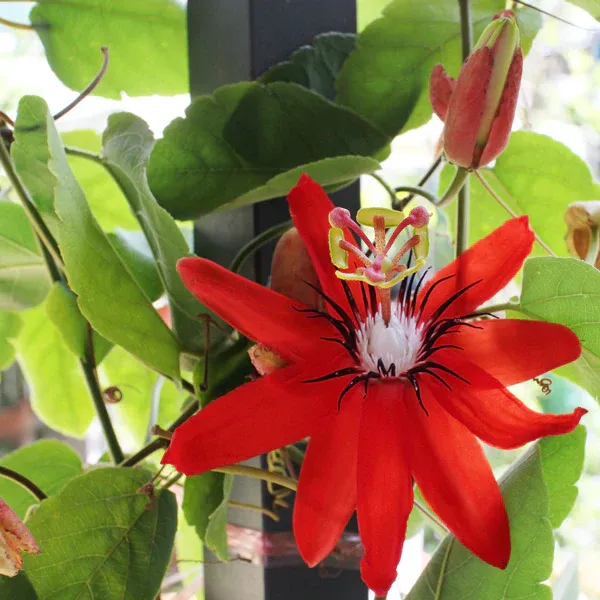 Red_Passion_Flower_Outdoor_Plant