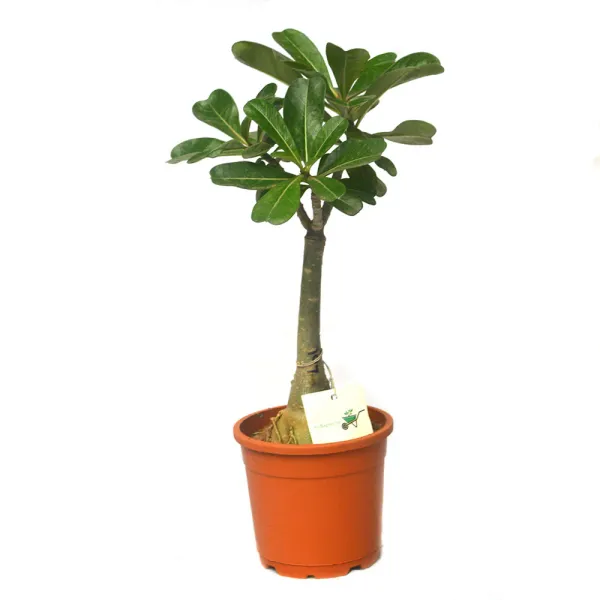 Divine_Cauldron_Adenium_Plant