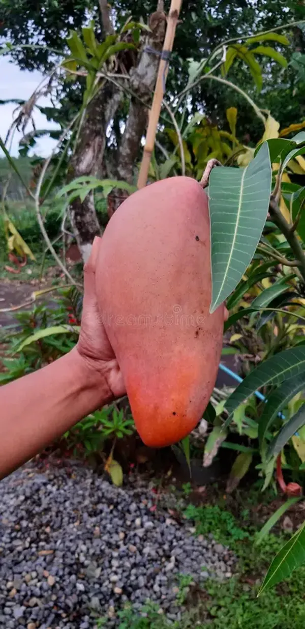 Red_Ivory_Mango_Plant