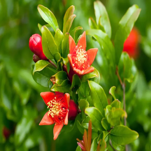 Kazake_Pomegranate_Grafted_Plant