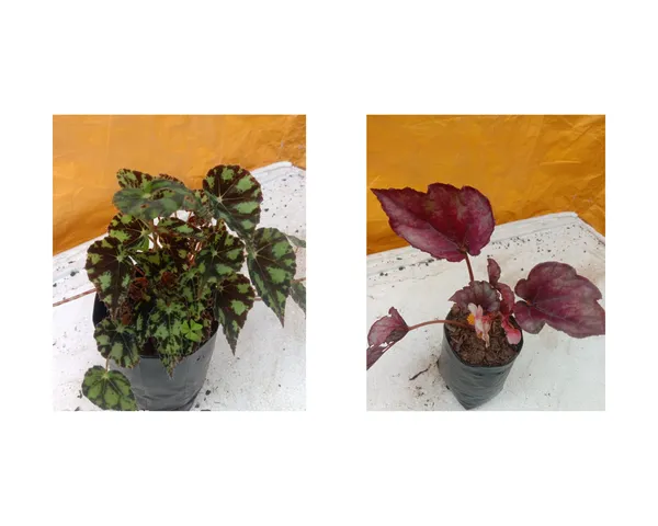 rex_begonia_2_colours_combo_cleopetra_,_red_bull