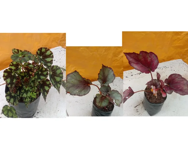 rex_begonia_3_plants_combo,_jurasic_silver,_red_bull,cleopetra