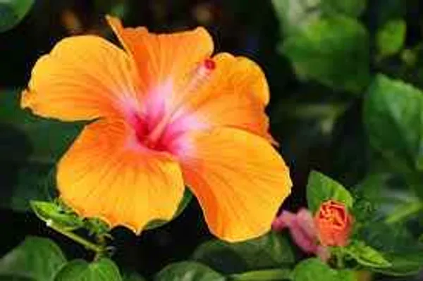 Miracle_Orange_Hibiscus_Plant
