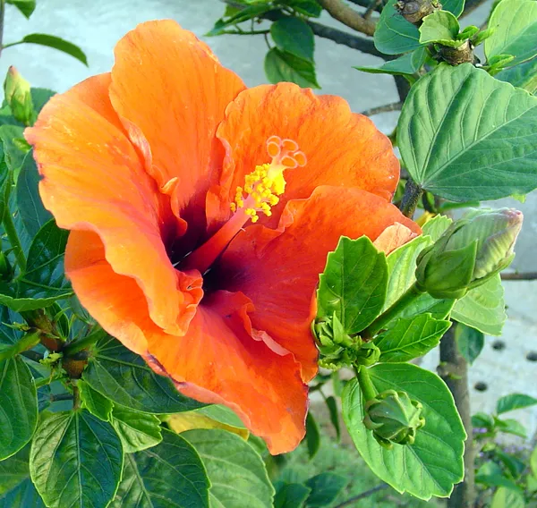Miracle_Orange_Hibiscus_Plant