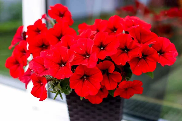 RED_PETANIA_FLOWER