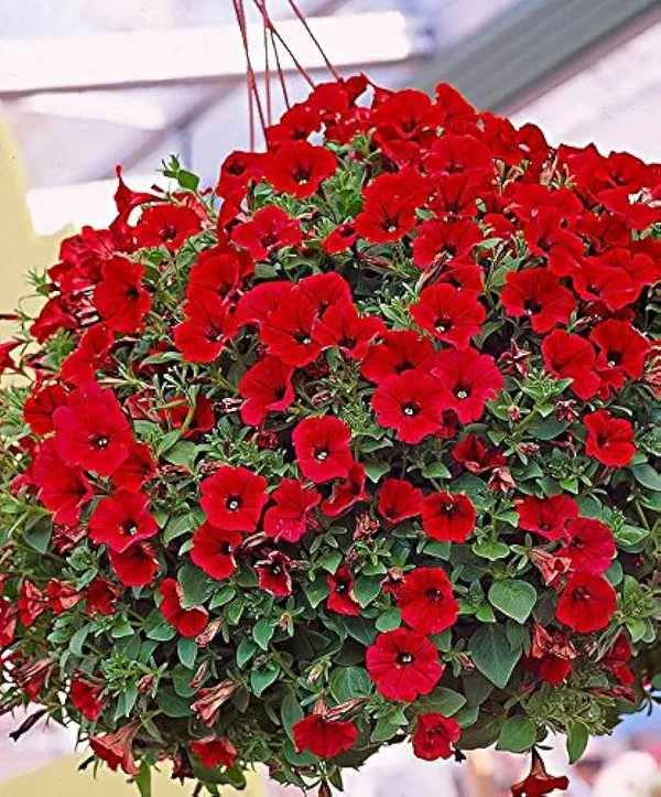 RED_PETANIA_FLOWER