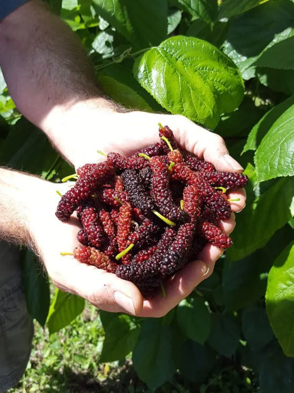 Long_Mulberry_Pink_Red_Grafted_And_Hybrid_Plants_Organic__Plant_For_Gardening