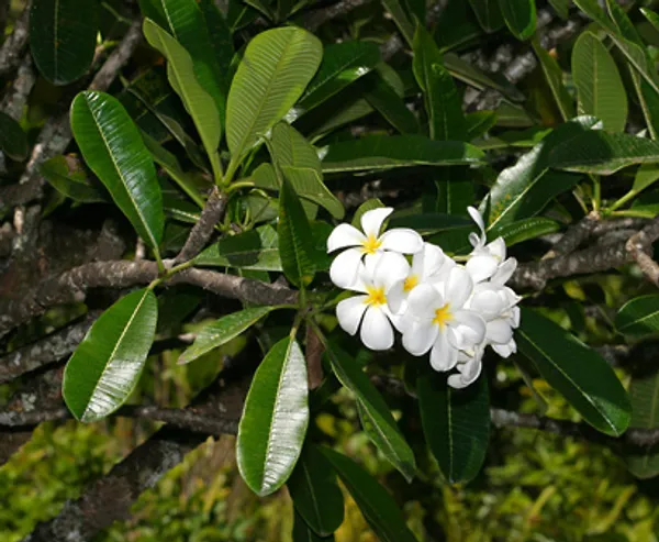 White_Singapore_Plumeria_Outdoor_Flowering_Plant