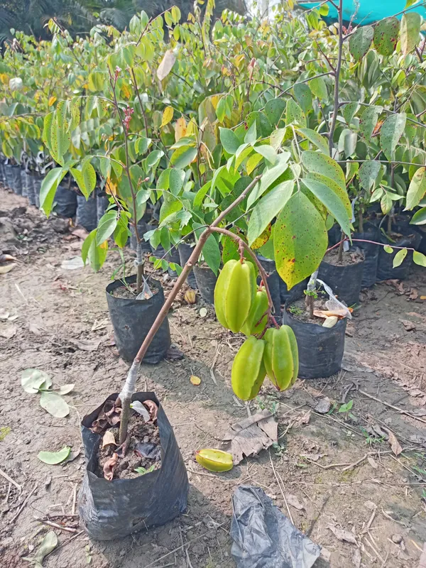 Thai_Hular_Carambola|Chinese_Gooseberry|Star_Fruit_Plant_&_Tree_(1.5-3.5_Ft_Hight)_For_Home_Gardening_Hybrid
