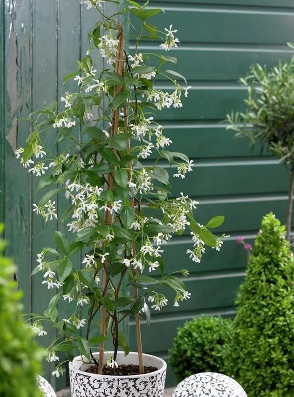 Raat_ki__Rani_Night_Blooming_Jasmine_Plant