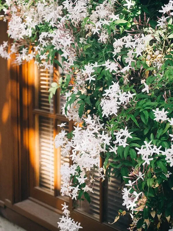 Raat_ki__Rani_Night_Blooming_Jasmine_Plant