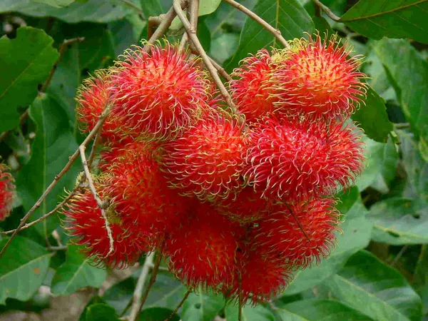 Rambutan_Healthy_Fruit_Plant_(Pack_Of_1)