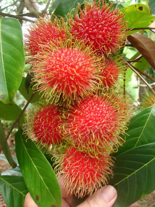 Rambutan_Healthy_Fruit_Plant_(Pack_Of_1)