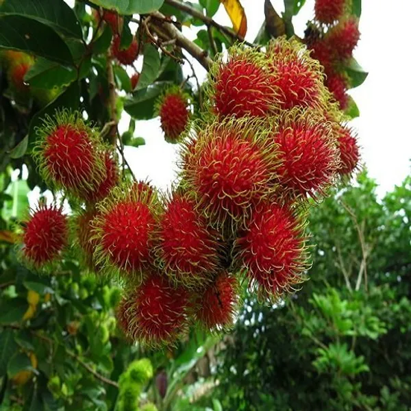 Rambutan_Healthy_Fruit_Plant_(Pack_Of_1)