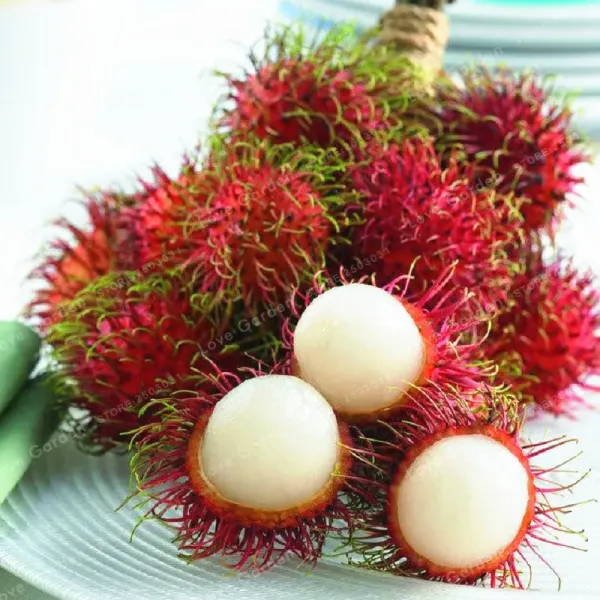 Rambutan_Healthy_Fruit_Plant_(Pack_Of_1)