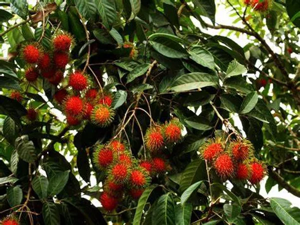 Rambutan_Healthy_Fruit_Plant_(Pack_Of_1)